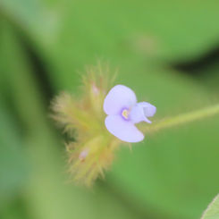Calopo (Calopogonium mucunoides)