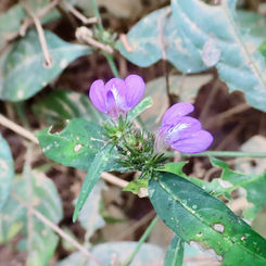 Runyon's Water Willow (Justicia runyonii)