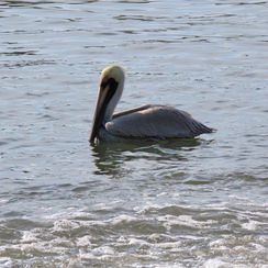 Brown Pelican (Pelecanus occidentalis)