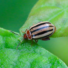 Flea Beetles (Kuschelina tenuilineata)