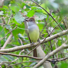 Brown-crested Flycatcher (Myiarchus tyrannulus)