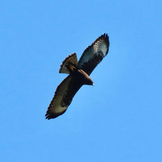 Zone-tailed Hawk (Buteo albonotatus)