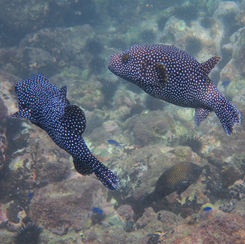 Guineafowl Puffer (Arothron meleagris) - Black/spotted Form