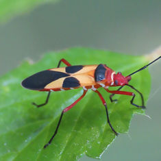 Dysdercus concinnus (Turk's Red Cap Bug)