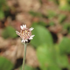 Tridax mexicana