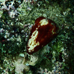 Nut Cone Snail (Conus nux)