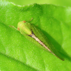 Acanalonia Planthopper (Genus Acanalonia)