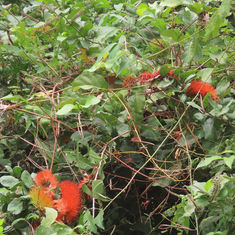 Bushwillow (Combretum farinosum)