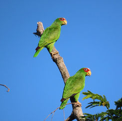 White-fronted Parrot (Amazona albifrons)