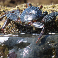 Sally Lightfoot Crab (Grapsus grapsus)