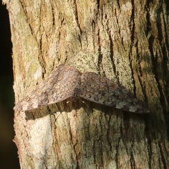 Gray Cracker (Hamadryas februa)