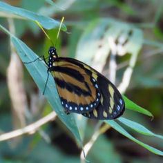 Tiger-mimic Queen (Lycorea halia)