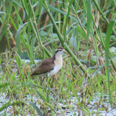 Northern Jacana (Jacana spinosa) - Juvenile