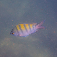 Panamic Sergeant Major (Abudefduf troschelii)