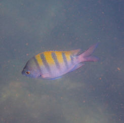 Panamic Sergeant Major (Abudefduf troschelii)