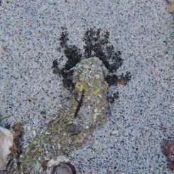 Sandy Sea Cucumber (Holothuria inornata)