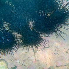 Needle Sea Urchin (Diadema mexicanum)