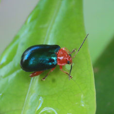 Alagoasa acutangula