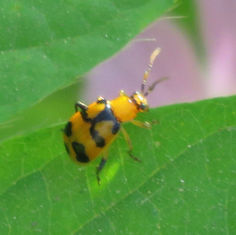 Cerotoma atrofasciata