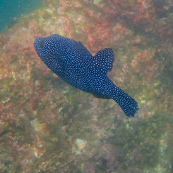 Guineafowl Puffer (Arothron meleagris) - Black/spotted Form