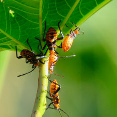 Sagotylus confluens - Nymph