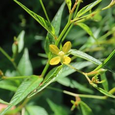 Ludwigia erecta