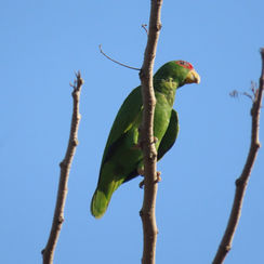 White-fronted Parrot (Amazona albifrons)