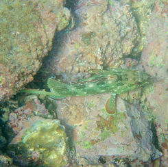 Starry Grouper (Epinephelus labriformis)