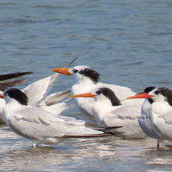 Elegant Tern (Thalasseus elegans)