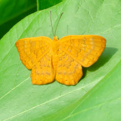 Pale Emesis (Emesis vulpina)