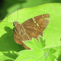 Potrillo Skipper  (Autochton potrillo)