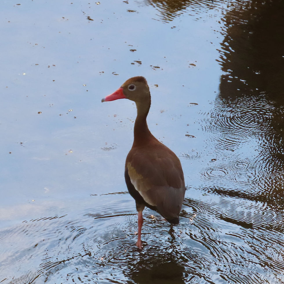Ducks, Geese, and Swans