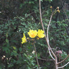 Buttercup Tree (Cochlospermum vitifolium)