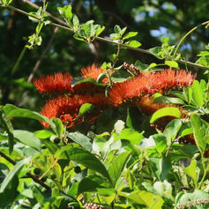 Bushwillow (Combretum farinosum)