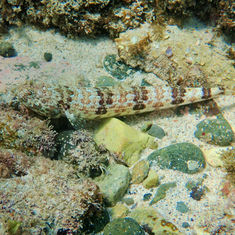 Sauro Lizardfish (Synodus lacertinus)