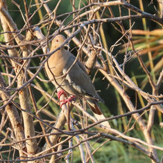 White-winged Dove (Zenaida asiatica)