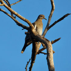 White-winged Dove (Zenaida asiatica)