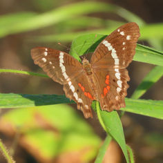 Banded Peacock (Anartia fatima ssp. colima)