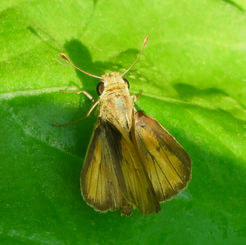 Whirlabout (Polites vibex)