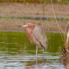 Reddish Egret (Egretta rufescens)