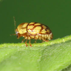 Case-bearing Leaf Beetles (Genus Cryptocephalus)