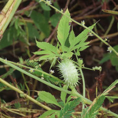 Cyclanthera multifoliola - Fruit