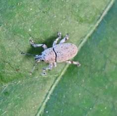 Broad-nosed Weevil (Genus Colecerus)