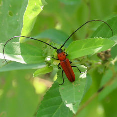 Tylosis oculatus - Longhorn Beetle