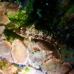 Zaca Blenny (Malacoctenus zacae)