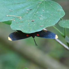 Red-bordered Pixie (Melanis pixe)
