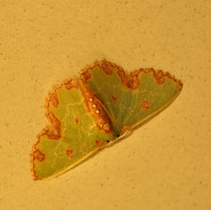 Synchlora gerularia