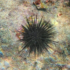 Central American Rock-boring Urchin (Echinometra vanbrunti)