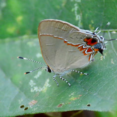 Dusky-blue Groundstreak (Calycopis isobeon)