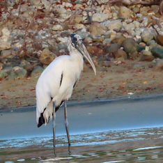 Wood Stork (Mycteria americana)